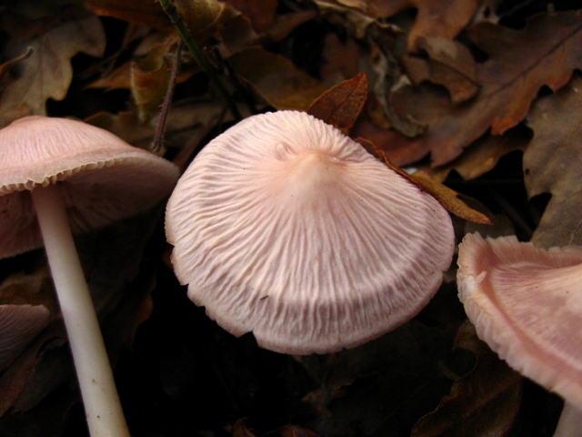 Escursione in querceto, finalmente i funghi!!!